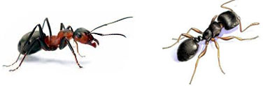 Ants Control Solution Aligarh