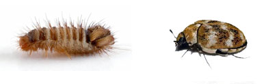 Carpet Beetle Control Aligarh