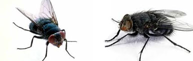Flies Control Aligarh