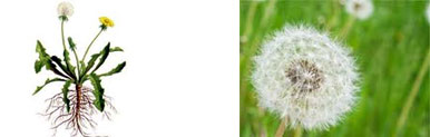 Weeds Control Aligarh
